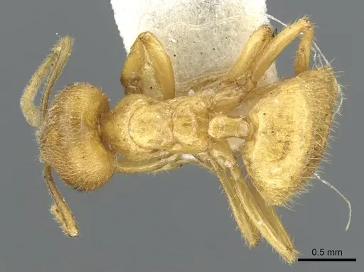Acropyga acutiventris specimen CASENT0903174 image casent0903174_1