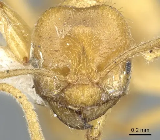 Acropyga acutiventris specimen CASENT0903174 image casent0903174_2