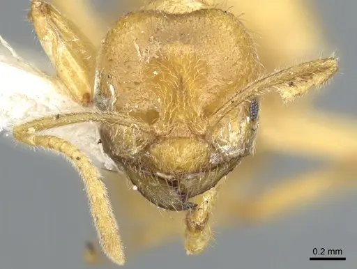 Acropyga acutiventris specimen CASENT0903174 image casent0903174_3