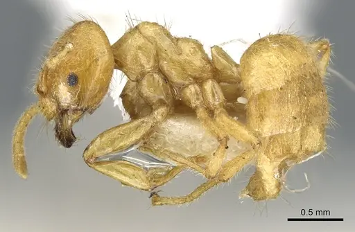 Acropyga acutiventris specimen CASENT0903174 image casent0903174_4