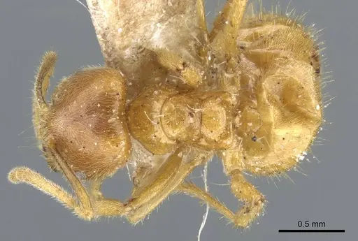 Acropyga acutiventris specimen CASENT0905160 image casent0905160_1