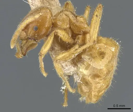 Acropyga acutiventris specimen CASENT0905160 image casent0905160_3