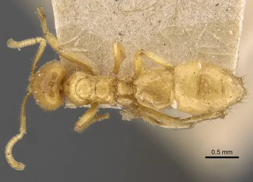 Acropyga acutiventris specimen CASENT0909899 image casent0909899_1