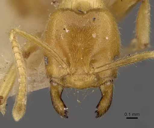 Acropyga acutiventris specimen CASENT0909899 image casent0909899_2