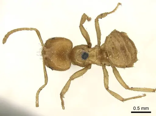 Acropyga acutiventris specimen CASENT0915710 image casent0915710_1