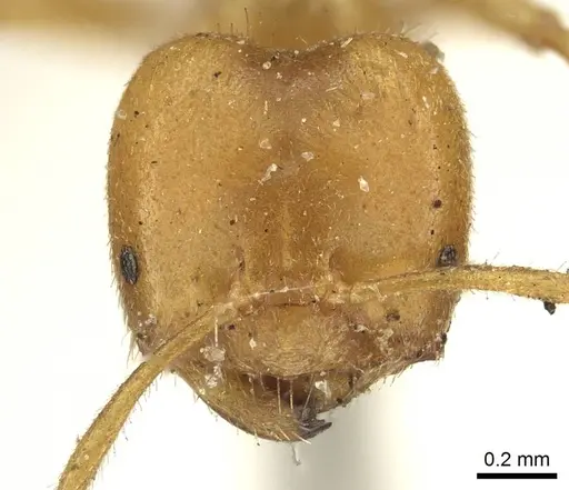 Acropyga acutiventris specimen CASENT0915710 image casent0915710_2