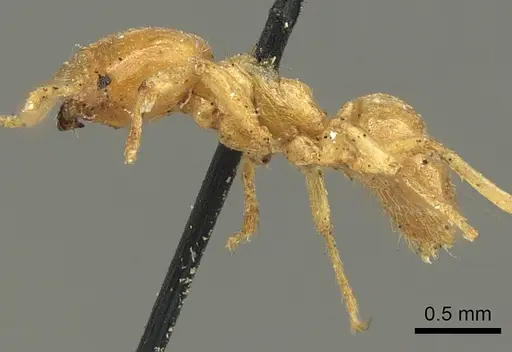 Acropyga acutiventris specimen CASENT0915710 image casent0915710_3