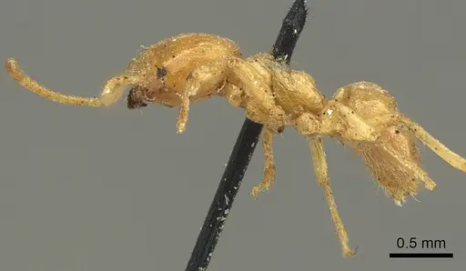 Acropyga acutiventris specimen CASENT0915710 image casent0915710_4