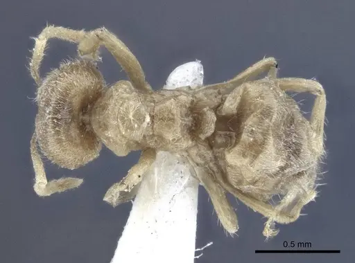 Acropyga acutiventris specimen CASENT0916765 image casent0916765_1