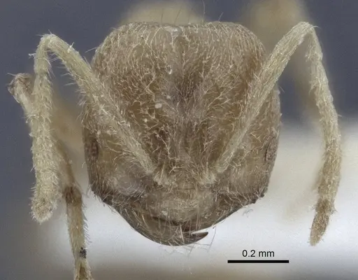 Acropyga acutiventris specimen CASENT0916765 image casent0916765_2