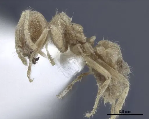 Acropyga acutiventris specimen CASENT0916765 image casent0916765_3