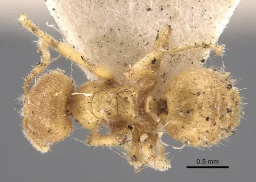 Acropyga acutiventris specimen CASENT0917296 image casent0917296_1