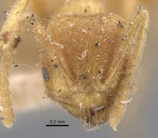 Acropyga acutiventris specimen CASENT0917296 image casent0917296_2