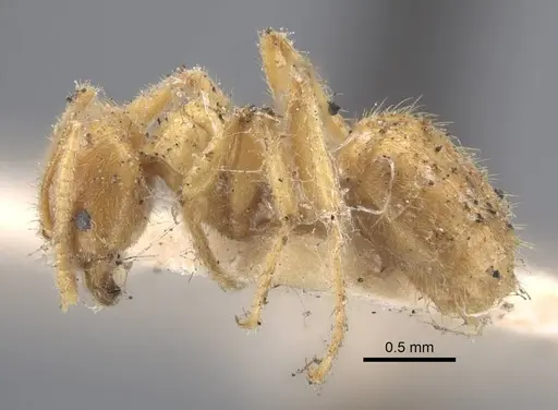 Acropyga acutiventris specimen CASENT0917296 image casent0917296_4