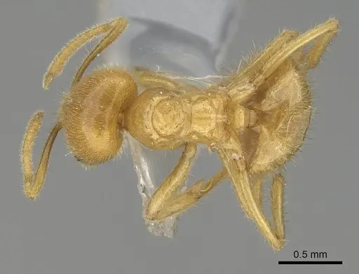 Acropyga acutiventris specimen CASENT0919865 image casent0919865_1