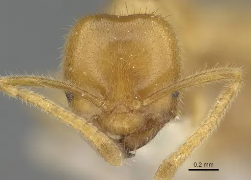 Acropyga acutiventris specimen CASENT0919865 image casent0919865_2