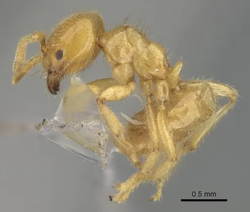 Acropyga acutiventris specimen CASENT0919865 image casent0919865_3
