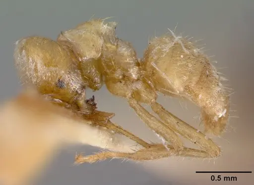 Acropyga acutiventris specimen CASTYPE06984 image castype06984_3