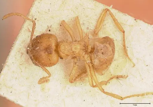 Acropyga acutiventris specimen FOCOL0548 image focol0548_1