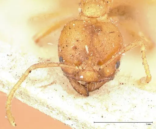 Acropyga acutiventris specimen FOCOL0548 image focol0548_2
