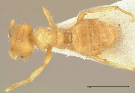 Acropyga acutiventris specimen FOCOL2234 image focol2234_1