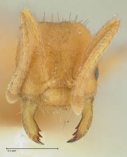 Acropyga acutiventris specimen FOCOL2234 image focol2234_2
