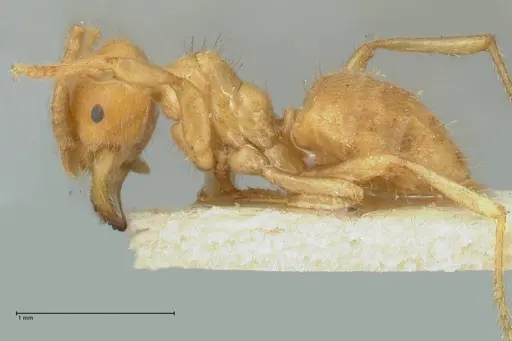 Acropyga acutiventris specimen FOCOL2234 image focol2234_3