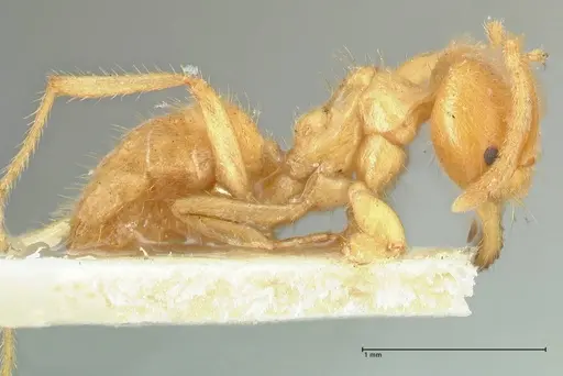 Acropyga acutiventris specimen FOCOL2234 image focol2234_4