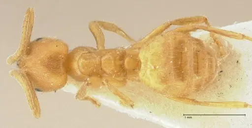 Acropyga acutiventris specimen FOCOL2235 image focol2235_1