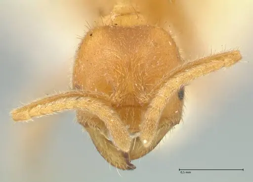 Acropyga acutiventris specimen FOCOL2235 image focol2235_2