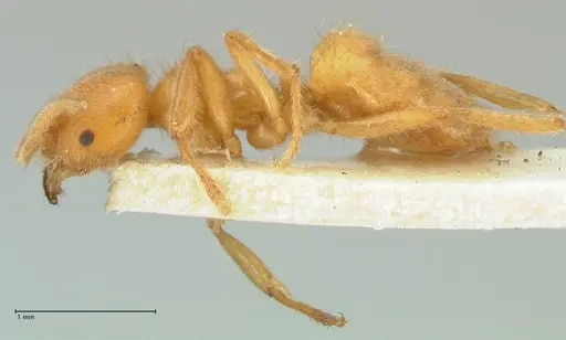 Acropyga acutiventris specimen FOCOL2235 image focol2235_3