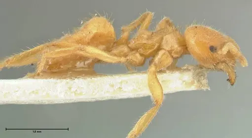 Acropyga acutiventris specimen FOCOL2235 image focol2235_4