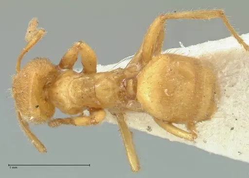 Acropyga acutiventris specimen FOCOL2236 image focol2236_1