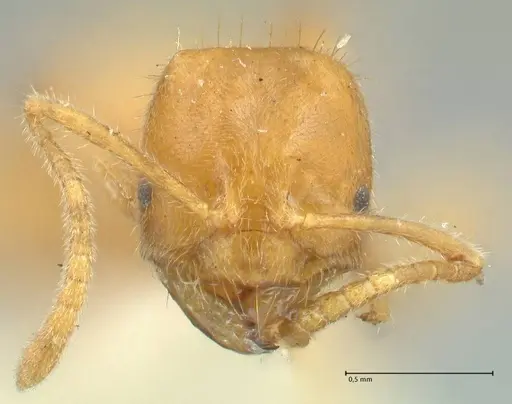 Acropyga acutiventris specimen FOCOL2236 image focol2236_2