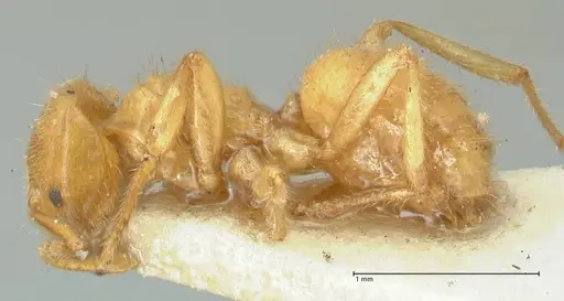 Acropyga acutiventris specimen FOCOL2236 image focol2236_3