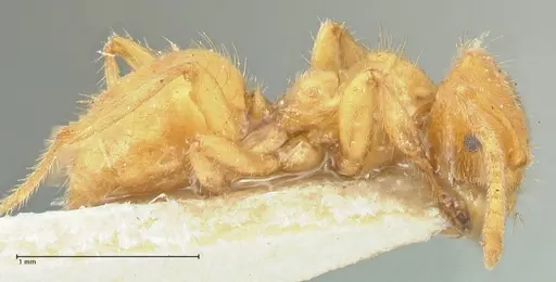 Acropyga acutiventris specimen FOCOL2236 image focol2236_4