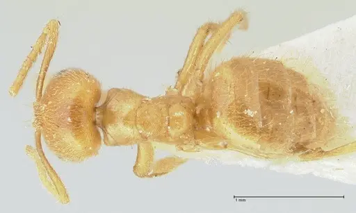 Acropyga acutiventris specimen FOCOL2237 image focol2237_1