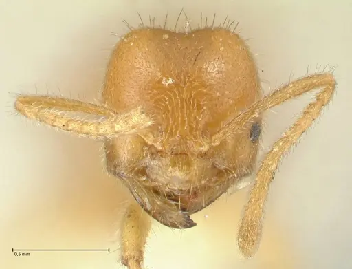 Acropyga acutiventris specimen FOCOL2237 image focol2237_2