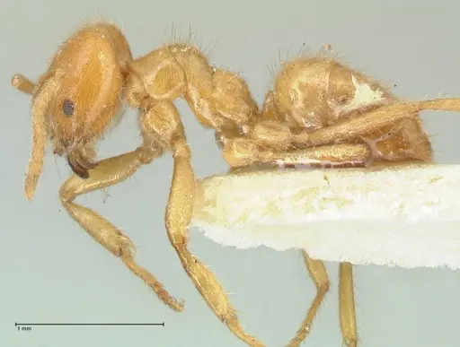 Acropyga acutiventris specimen FOCOL2237 image focol2237_3