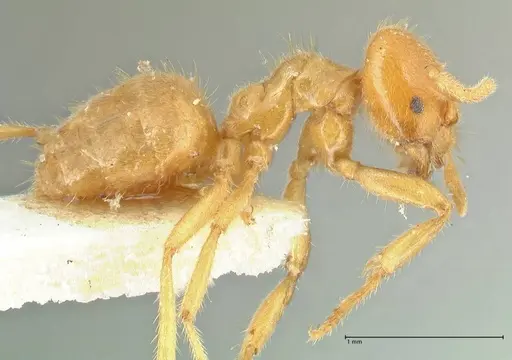 Acropyga acutiventris specimen FOCOL2237 image focol2237_4