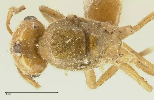 Acropyga acutiventris specimen FOCOL2238 image focol2238_1