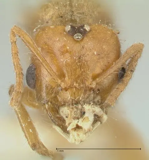 Acropyga acutiventris specimen FOCOL2238 image focol2238_2