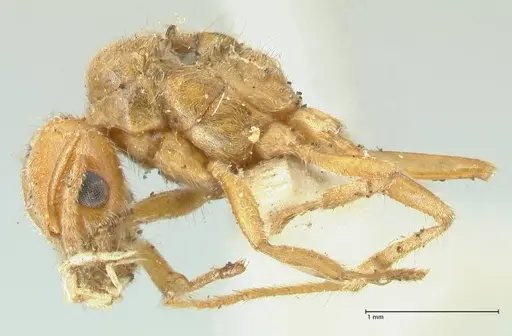 Acropyga acutiventris specimen FOCOL2238 image focol2238_3