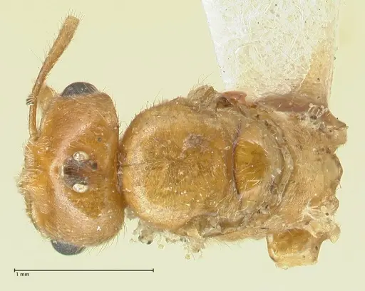 Acropyga acutiventris specimen FOCOL2239 image focol2239_1