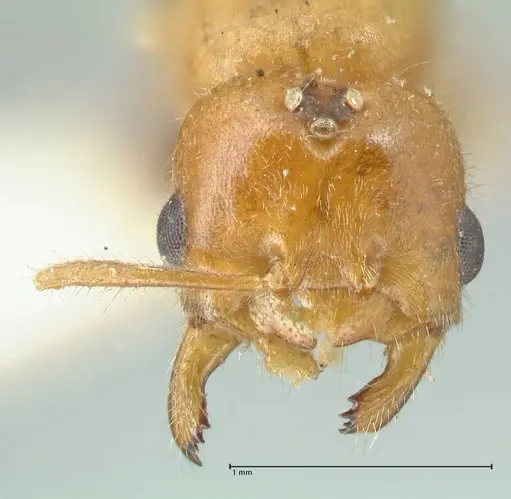 Acropyga acutiventris specimen FOCOL2239 image focol2239_2