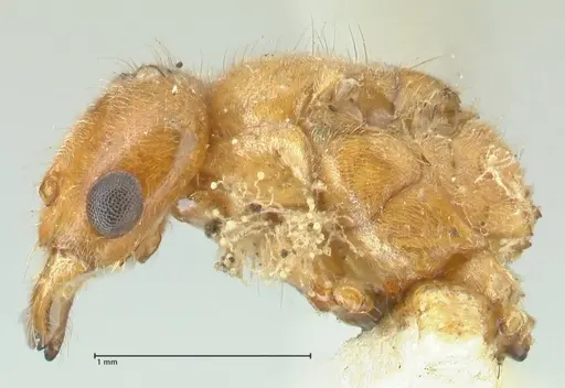 Acropyga acutiventris specimen FOCOL2239 image focol2239_3