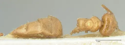 Acropyga acutiventris specimen FOCOL2240 image focol2240_1