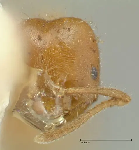 Acropyga acutiventris specimen FOCOL2240 image focol2240_2