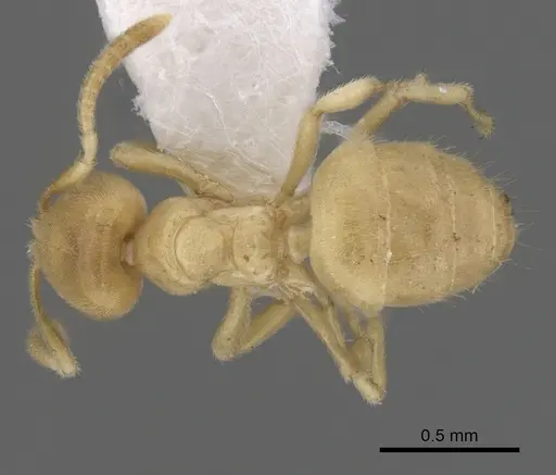 Acropyga ambigua specimen CASENT0249914 image casent0249914_1