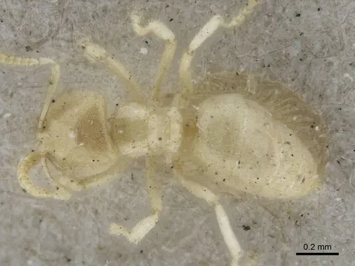 Acropyga ambigua specimen CASENT0916666 image casent0916666_1